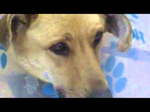 วีดีโอ: หมา Adoptable แห่งสัปดาห์ - แซม