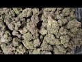 Full Chain-of-Custody Control + Cheapest THCA Pounds — Get Plugged In Before the Ban Hits