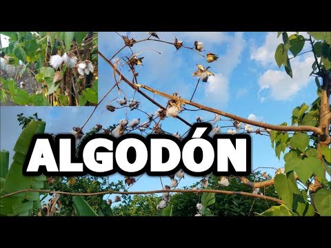Video: Planta Herbácea De Algodón