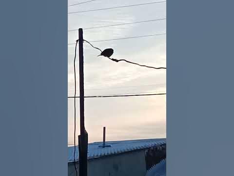 Торғай - YouTube