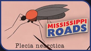 No Love Lost – Mississippi Roads