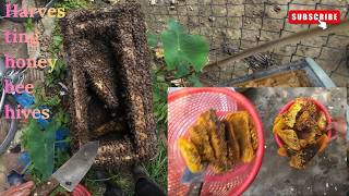 The entire process of harvesting honey from the forest and raising bees.