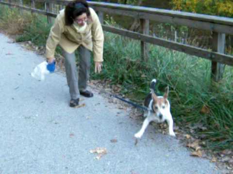 Carolyn and Beau Beagle, Oct. 2008