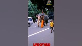 කොහොමද මෙයාගේ තේජාන්විත ගමන. #music #dancehall #remix #malshanremix #elephant