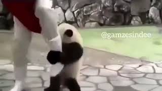 Not Isteyen Panda
