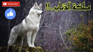 الذئب أقوى حيوان على كوكب الأرض..!! 🌏