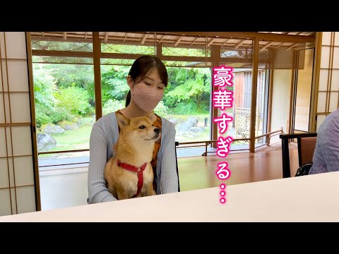 豪華すぎる老舗旅館に来て緊張しまくる柴犬が可愛い