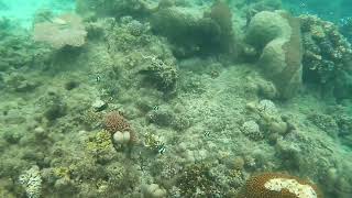 Fiji Reef Snorkel Trip #1 #fiji #travel