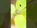 Betta Halfmoon lavander cola de mariposa 🦋 se come todo los huevo