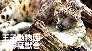 【歩き撮り】神戸市立王子動物園・円形猛獣舎【KOBE】【高画質】【曇り】