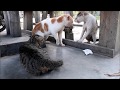 Cats Ridiculous Fight