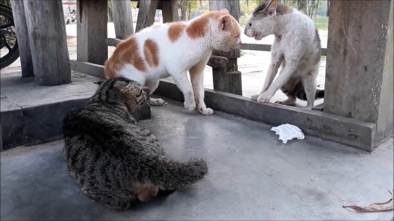 Cats Ridiculous Fight