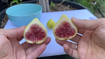 First time harvested my panache fig taste and test