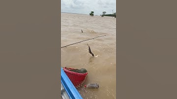 #shorts Câu Dạo Cá Sông || Cá Ngát || Go Fishing
