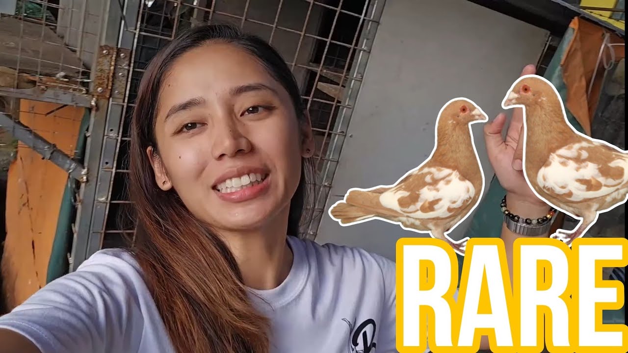 **NEW** Rare Yellow Tiger Grizzle