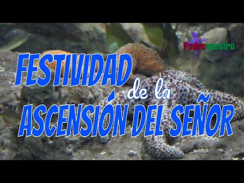 ᐅᐅ DOMINGO Festividad de la ASCENSIÓN del SEÑOR - Ciclo A - 21 de mayo de 2023