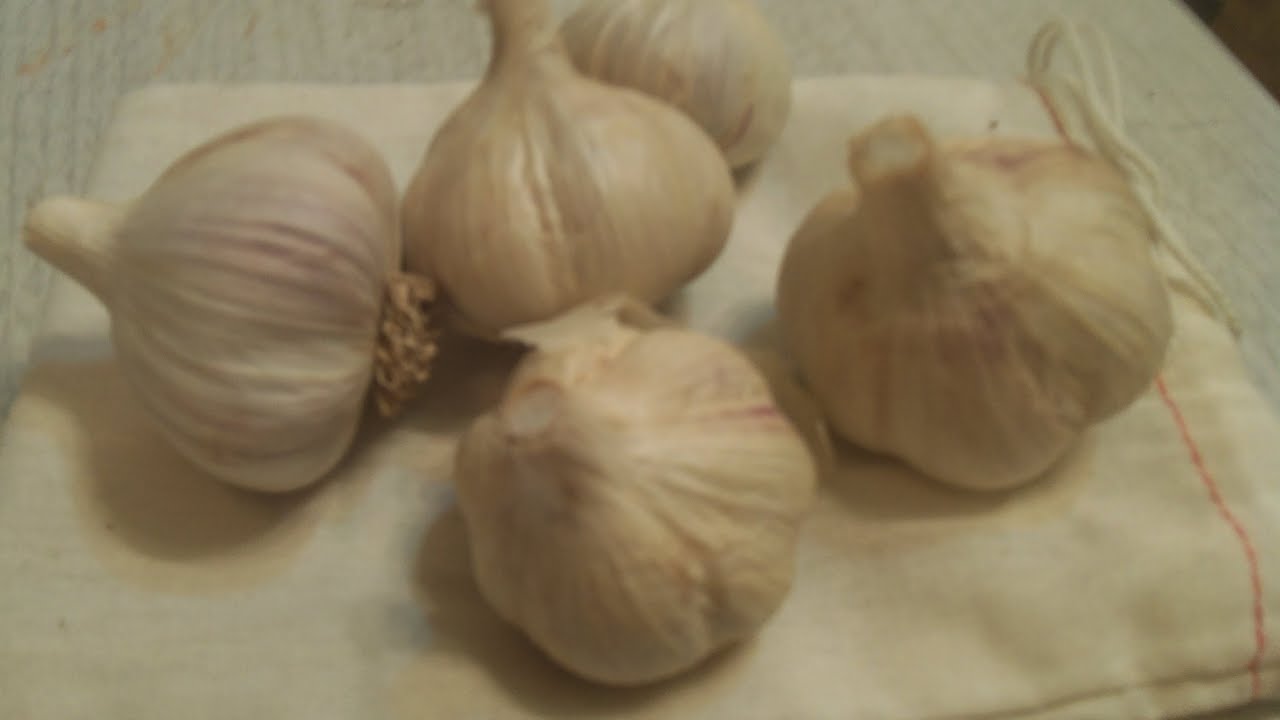 Planting Fall Garlic and Shallot Harvest The Wisconsin