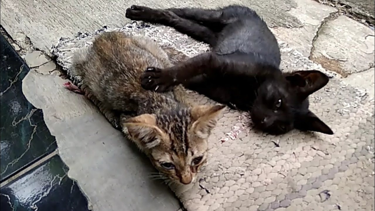 Anak kucing kampung yang lucu 