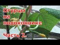 Огурцы на подоконнике 09.03. Подкормка, подвязка, ослепление  Часть 2