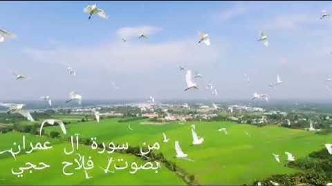 من سورة آل عمران  . بصوت/ فلاح حجي