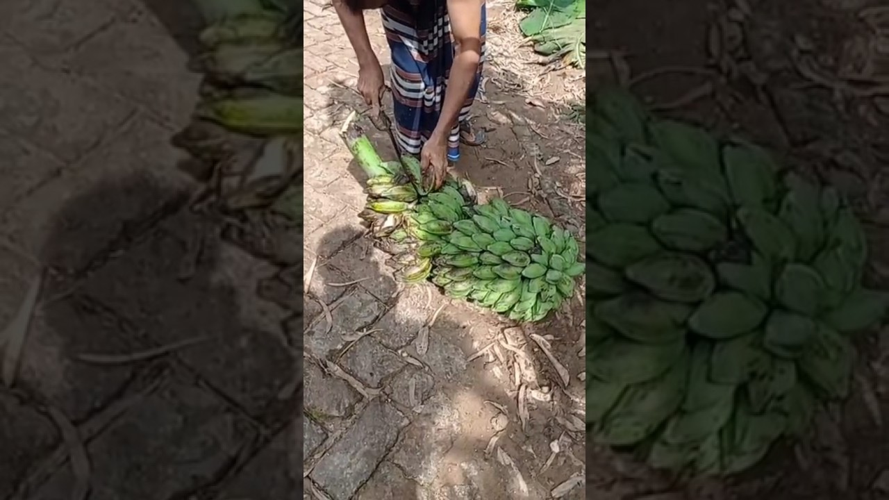 বোবা মানুষের দৈনন্দিন কার্যকলাপ #mutepeople #muteperson #Bangladeshvillagepeoples