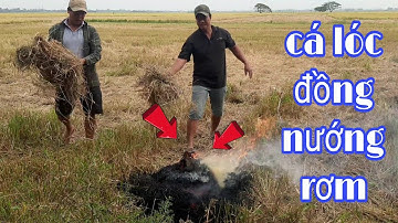 Cá Lóc Đồng Nướng Rơm _ Đặc Sản Miền Tây / Miền Tây Vlog