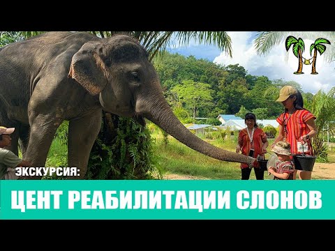 Видео: Центр реабилитации слонов на Пхукете