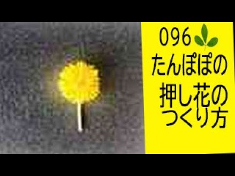 押し花の作り方 たんぽぽの押し花の作り方 Youtube