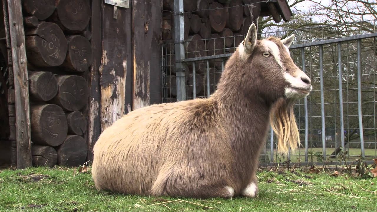 Kinderboerderiij "de Hertenkamp" Hilversum