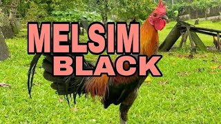 Melsim Black Chicken Breed