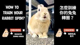 How to  train your rabbit spin怎麼訓練你的兔兔轉圈？