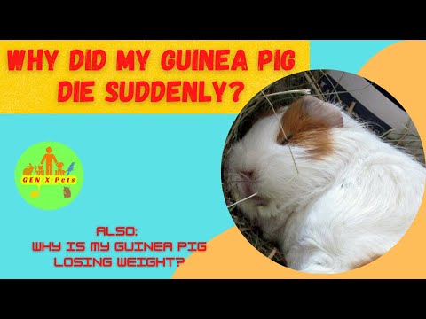 Video: Oorzaken van Sudden Death bij cavia's