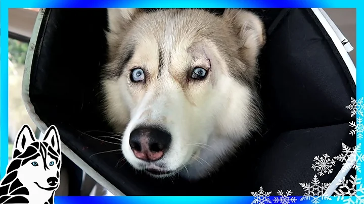 HUSKY SHELBY GOES TO THE VET | Minor Surgery