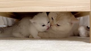 아기고양이와 함께하는 다묘가정 (육묘전쟁)