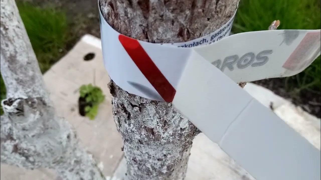 Ловчий пояс из ленты от мух. И результат. - YouTube