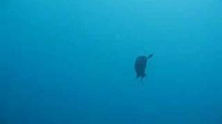 Mozambique: Ponta do Ouro: Diving