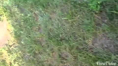 Nerf elie retaliator range test