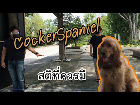 (cocker spaniel) กับสมาธิที่ควรมี