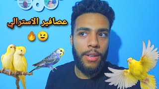 جبت عصافير استرالي رينبو ??
ولاتيني وهوريكم زواحف اول مرة تشفوها عندى??