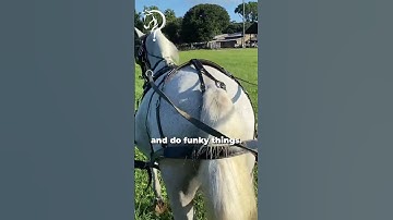 Intro To Driving Part 5! Tips For A Beginner Cart Horse Part-13! | The Horse Guru-Michael Gascon