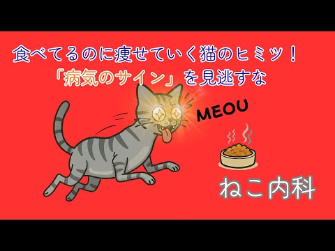 猫の体重減少7つの理由と対策 危険なサインを見逃すな