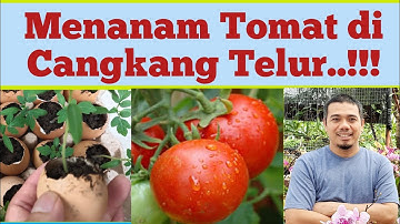 Menanam Tomat di Cangkang Telur Agar Tomat Berbuah Lebat / Cara Merawat Tanaman Tomat