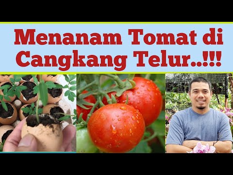 Video: Talladega Plant Care – Pelajari Cara Menanam Tomat Talladega