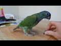 Martín, el loro cabeciazul/Martin, a blue-headed parrot