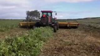 Swathing beans 2011