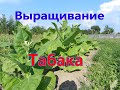 Выращивание табака полный процесс