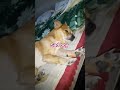 My lovely dog                                  #dog
