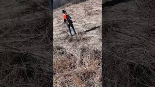 Quick flush. #lablife #uplandhunting #ohiohunting
