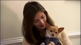 Chihuahua: The Movie