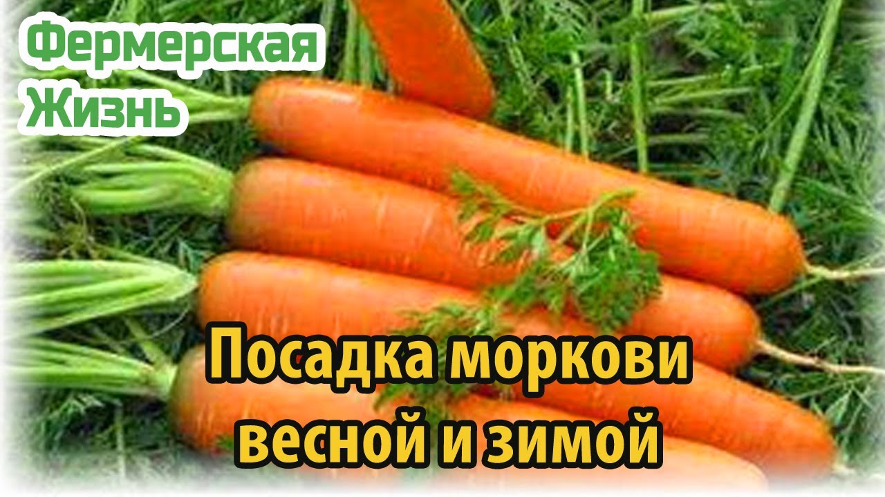 Как посадить морковь на зиму. Устройство для посадки моркови. как сажать морковь весной. посадка моркови весной под одеяло.